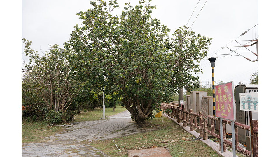 公園入口的蘭嶼蘋婆是年代悠久的老樹。